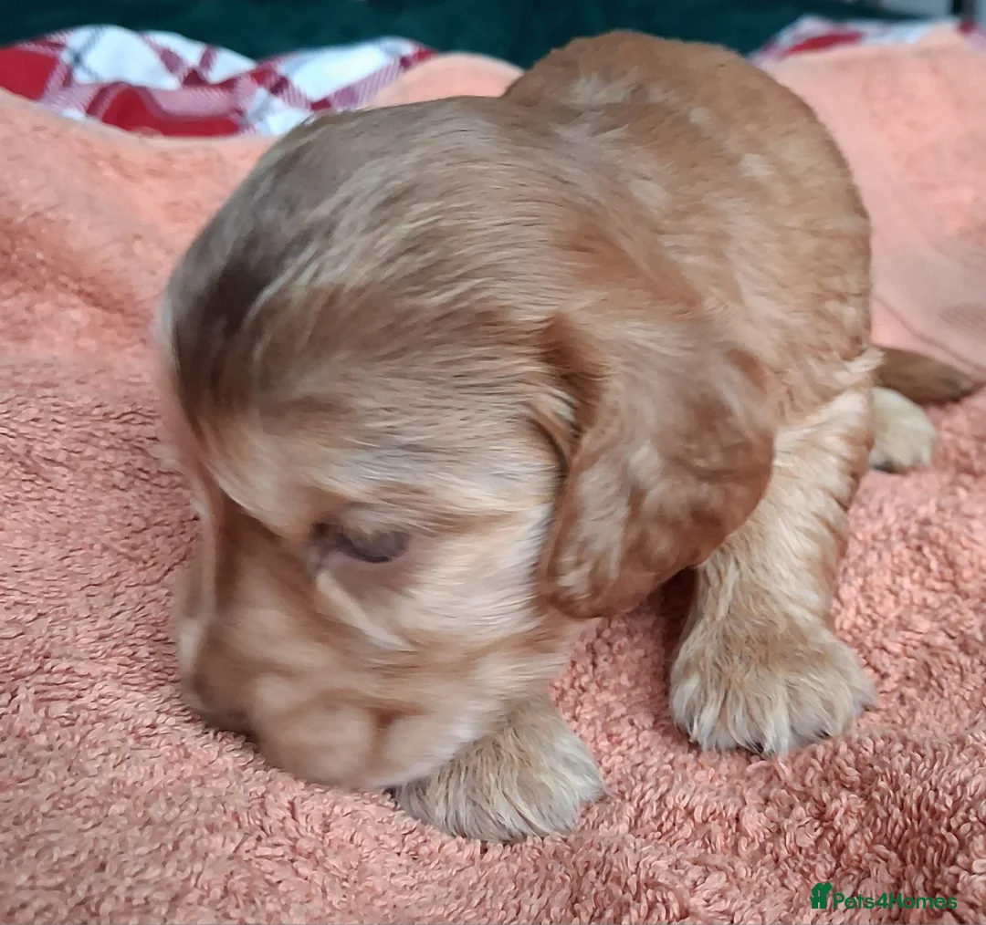 Cocker Spaniel dogs for sale: Absolutely Stunning Show Cocker Spaniels - Advert 10