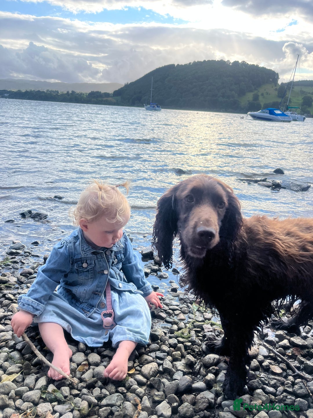 Cocker Spaniel dogs for sale: REHOME Cocker spaniel (Alfie)  - Image 2