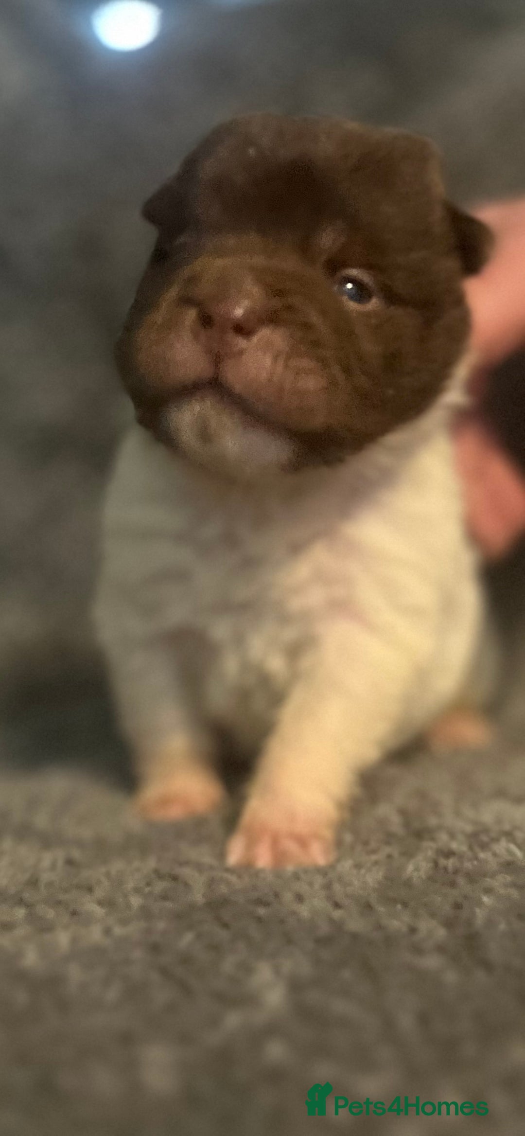 Shar Pei dogs for sale: Ready now amazing bear coat !!!!  - Advert 35