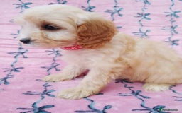 Cavapoo dogs for sale: Exceptional cavapoo puppies  - Image 14