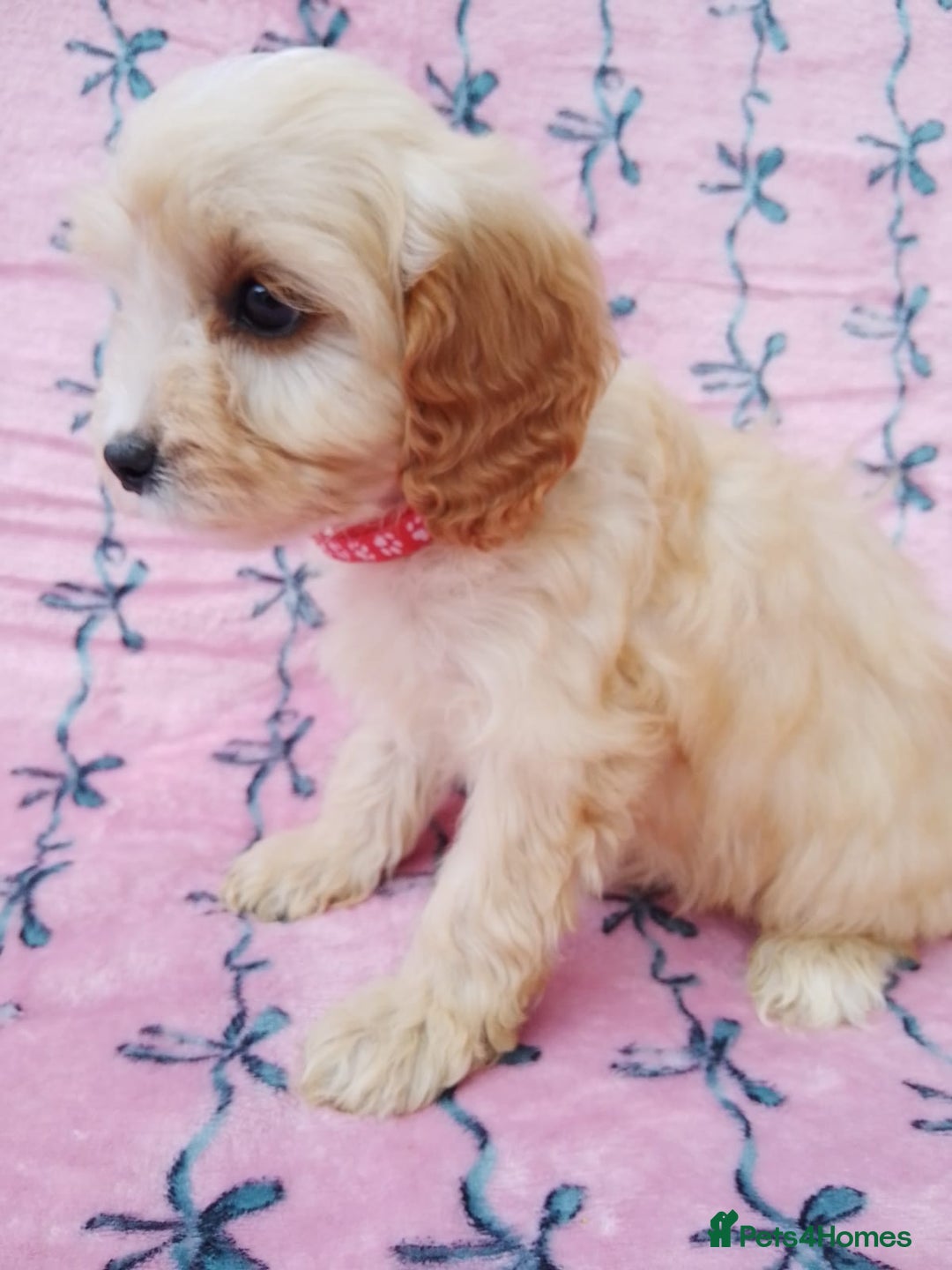 Cavapoo dogs for sale: Exceptional cavapoo puppies  - Image 14