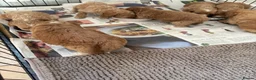 Cockapoo dogs for sale: F1bcockapoo puppies - DNA Health test clear  in Staines - Advert 37