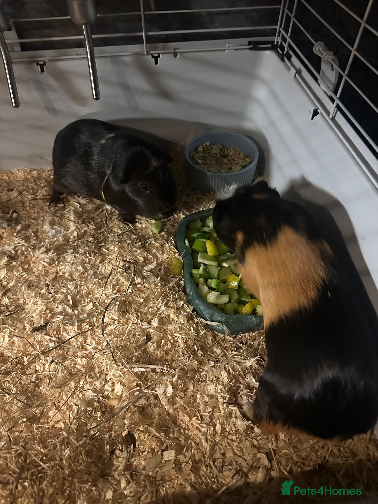 Guinea Pig rodents 2 Male Guinea Pigs & Cage + Outdoor Run Pen  - Advert 1