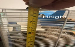 Hamster rodents for sale: Male Longhaired Syrian Hamster - Image 6