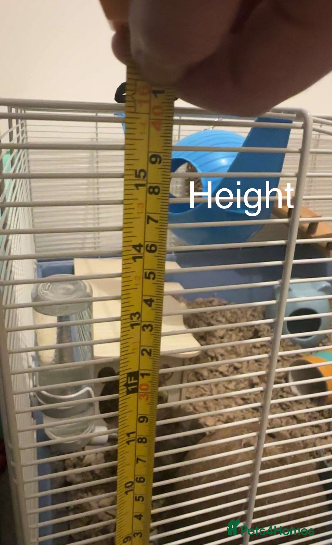 Hamster rodents for sale: Male Longhaired Syrian Hamster - Image 6
