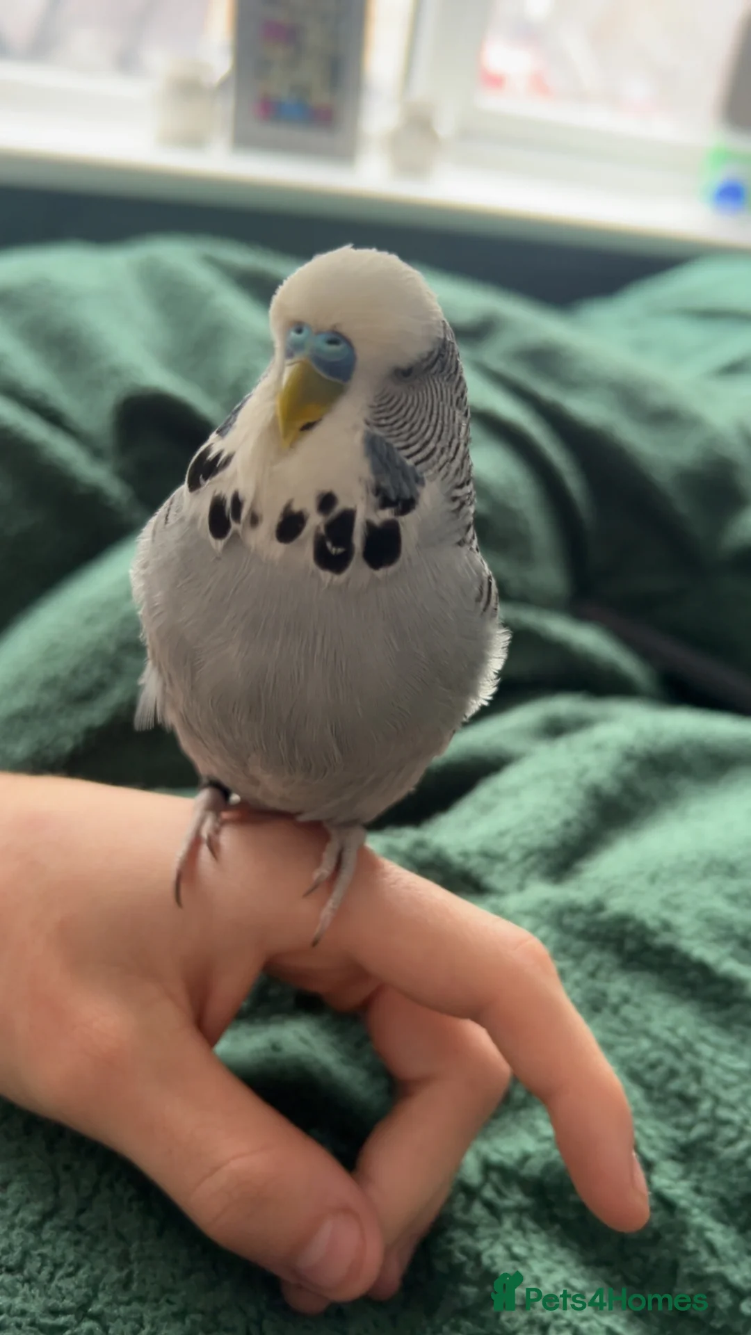 Budgerigars birds for sale: Male exhibition budgie - Advert 2