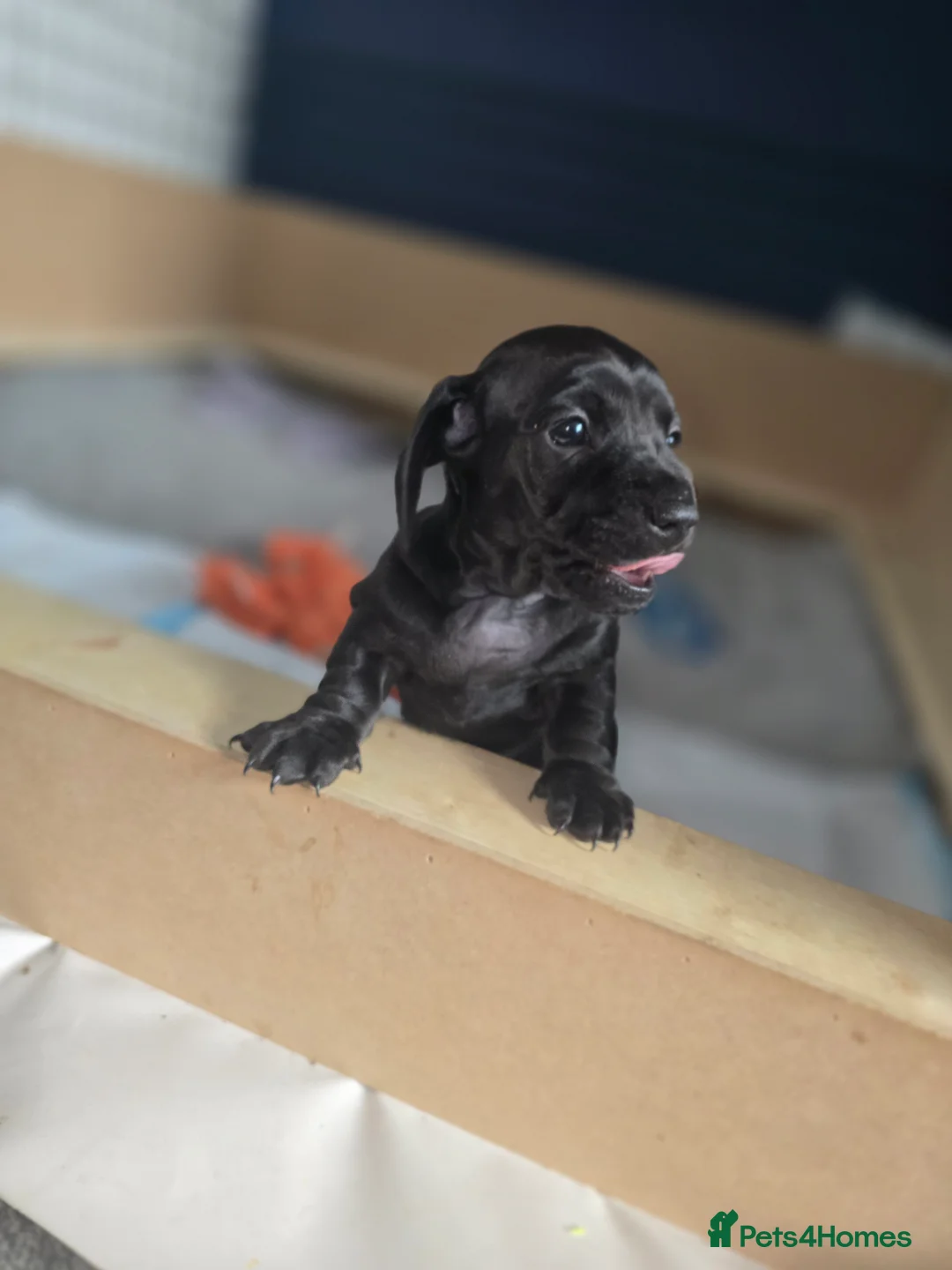 Miniature Dachshund dogs for sale:  Miniature Dachshund boys  - Advert 11