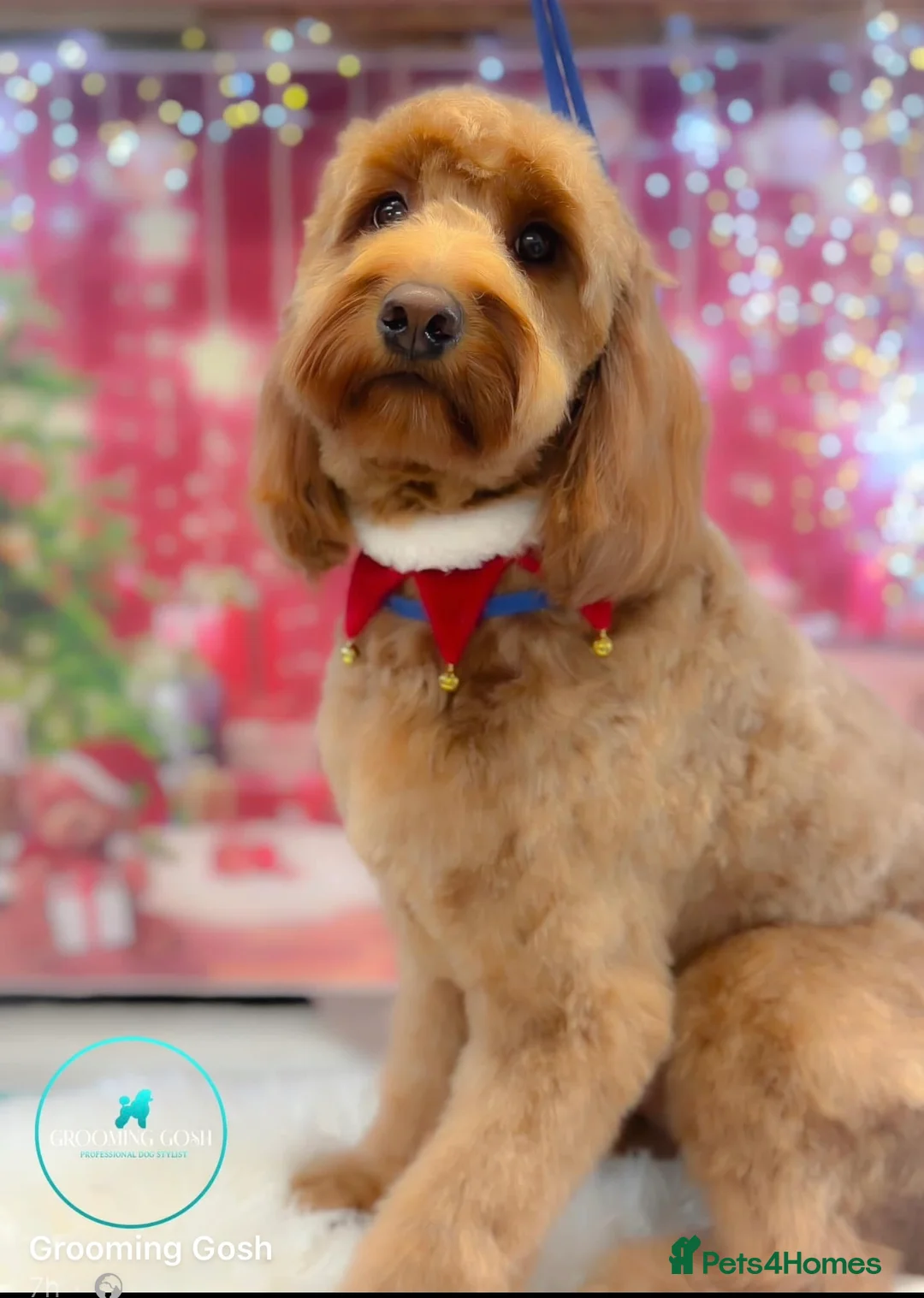 Irish Doodle dogs for stud: Gorgeous Deep Red Mini Irishdoodle for stud only in Totnes - Advert 17