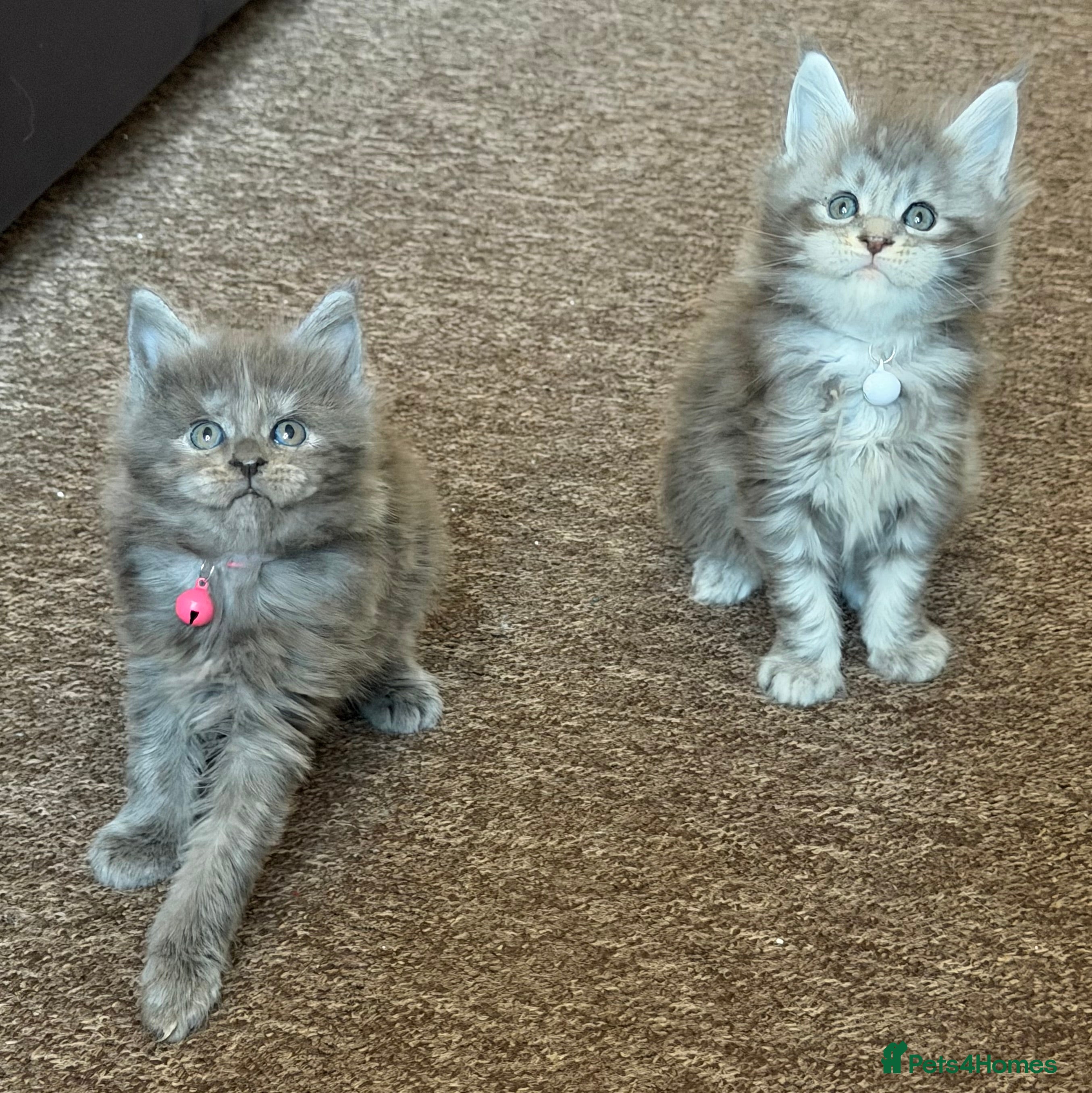 Maine Coon cats Gentle, Playful, Affectionate Maine Coons - Advert 1