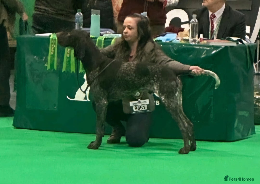 German Shorthaired Pointer dogs for stud: KC Registered German Short-haired Pointer for stud - Advert 4