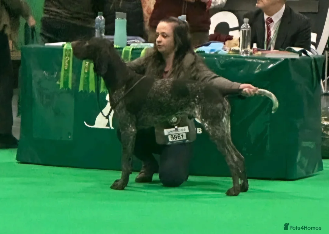 German Shorthaired Pointer dogs for stud: KC Registered German Short-haired Pointer for stud - Advert 4