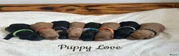 Labradoodle dogs for sale: Extensively Health Tested F1 Miniature Labradoodle - Advert 1