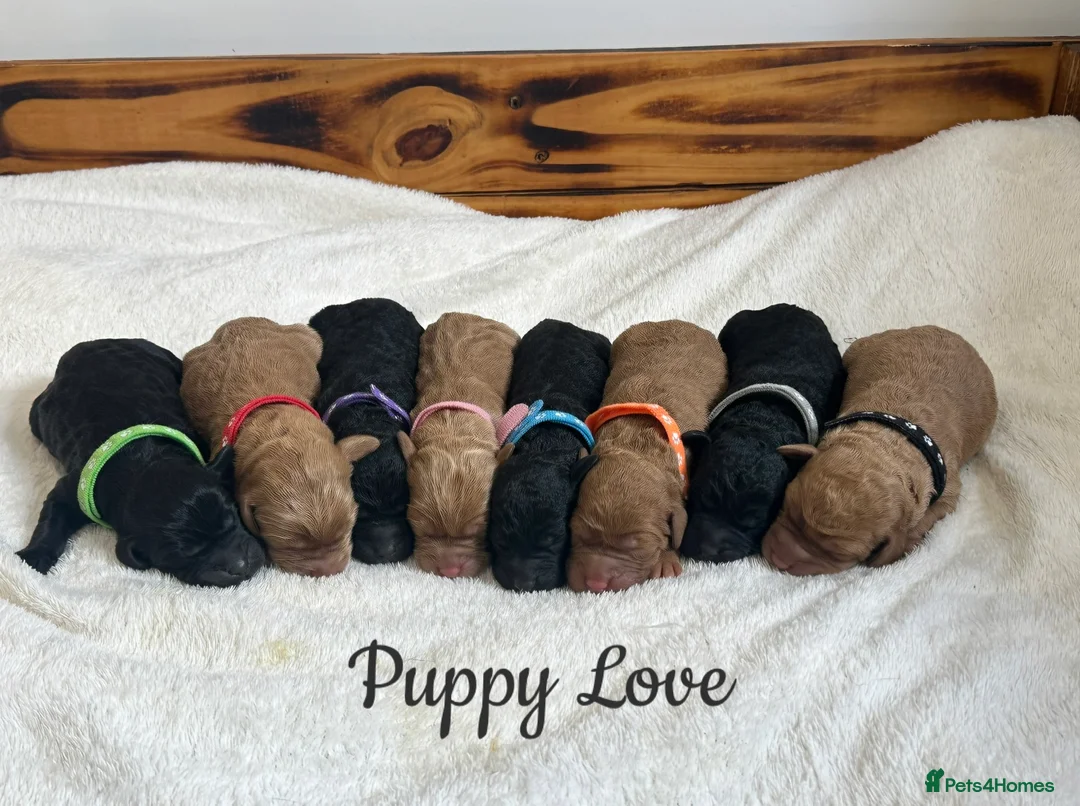 Labradoodle dogs for sale: Extensively Health Tested F1 Miniature Labradoodle - Advert 1