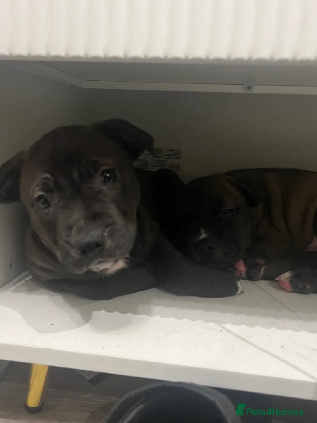 Mixed Breed dogs for sale:  Rare Brutale bloodline 🔥Staffyxhusky puppies 🔥 - Advert 2