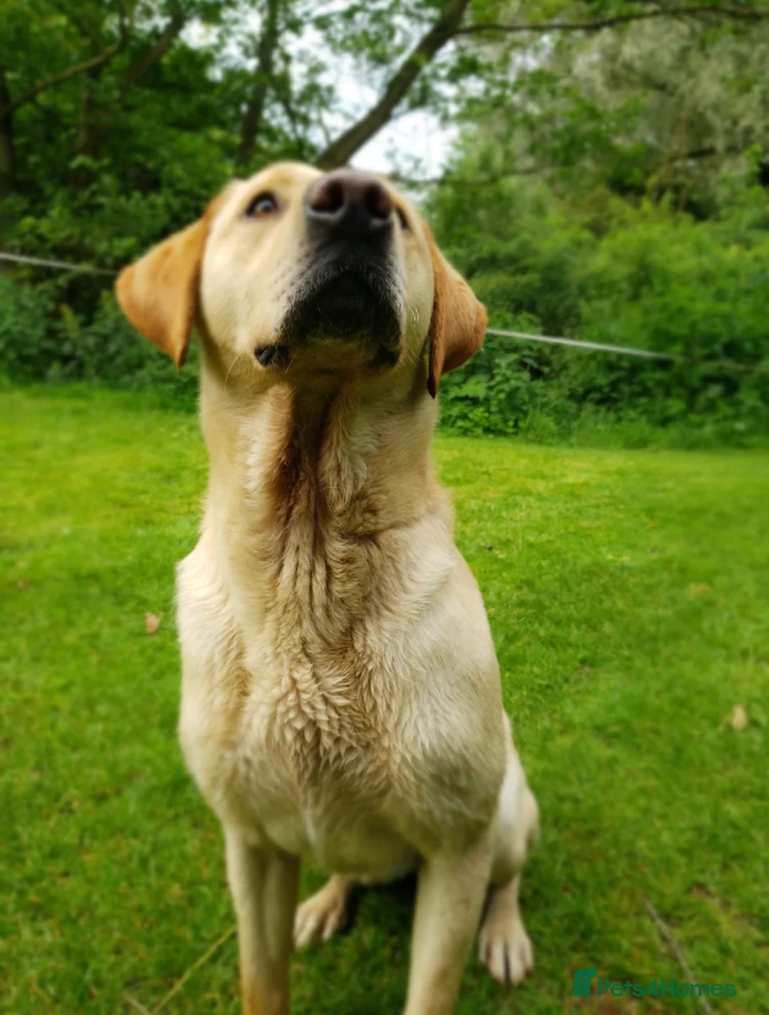 Labrador Retriever dogs for stud: At Stud - "Dirty Harry" in Chelmsford - Advert 11