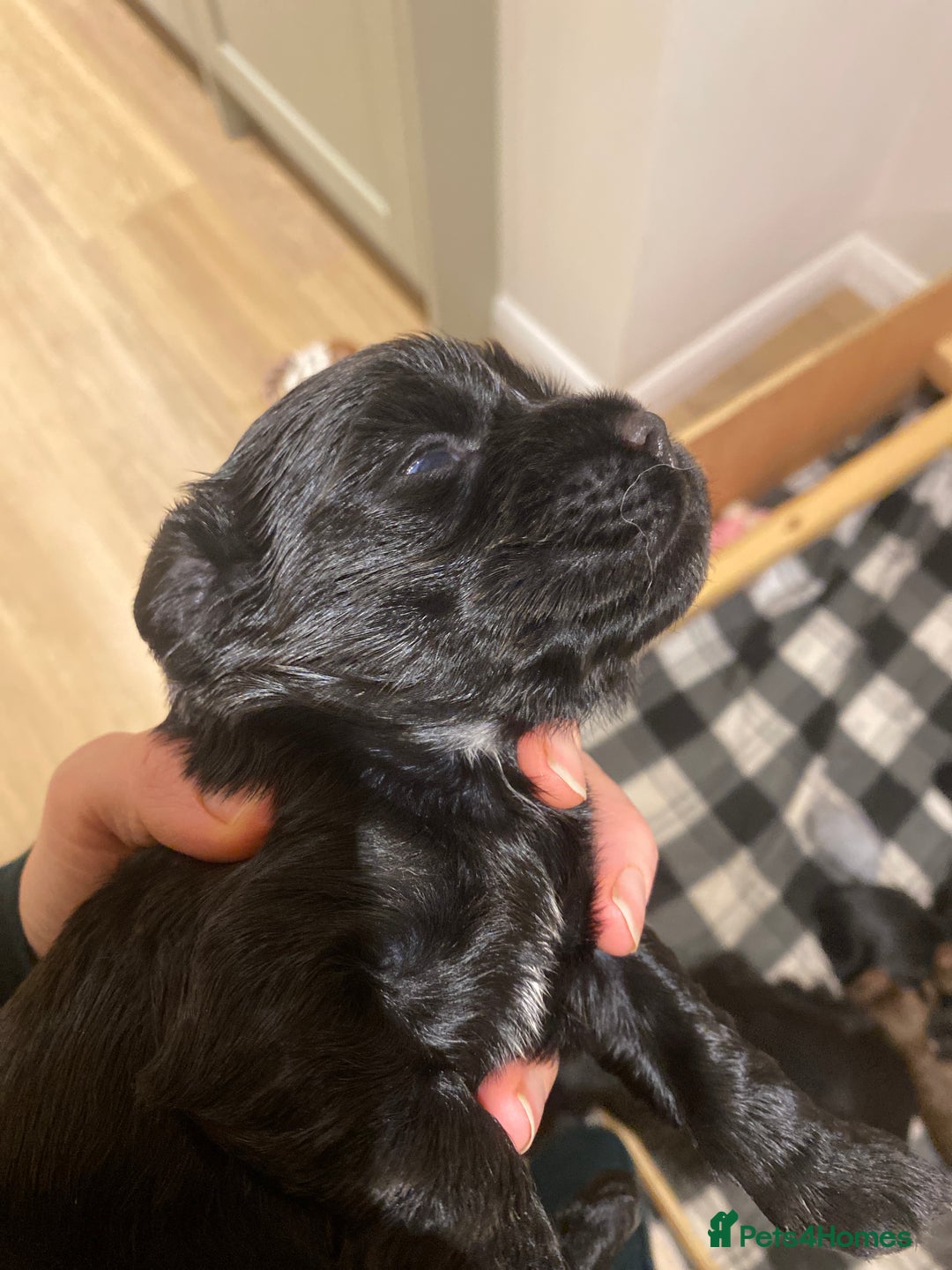 Cocker Spaniel dogs for sale: Beautiful cocker spaniel puppies  - Advert 2
