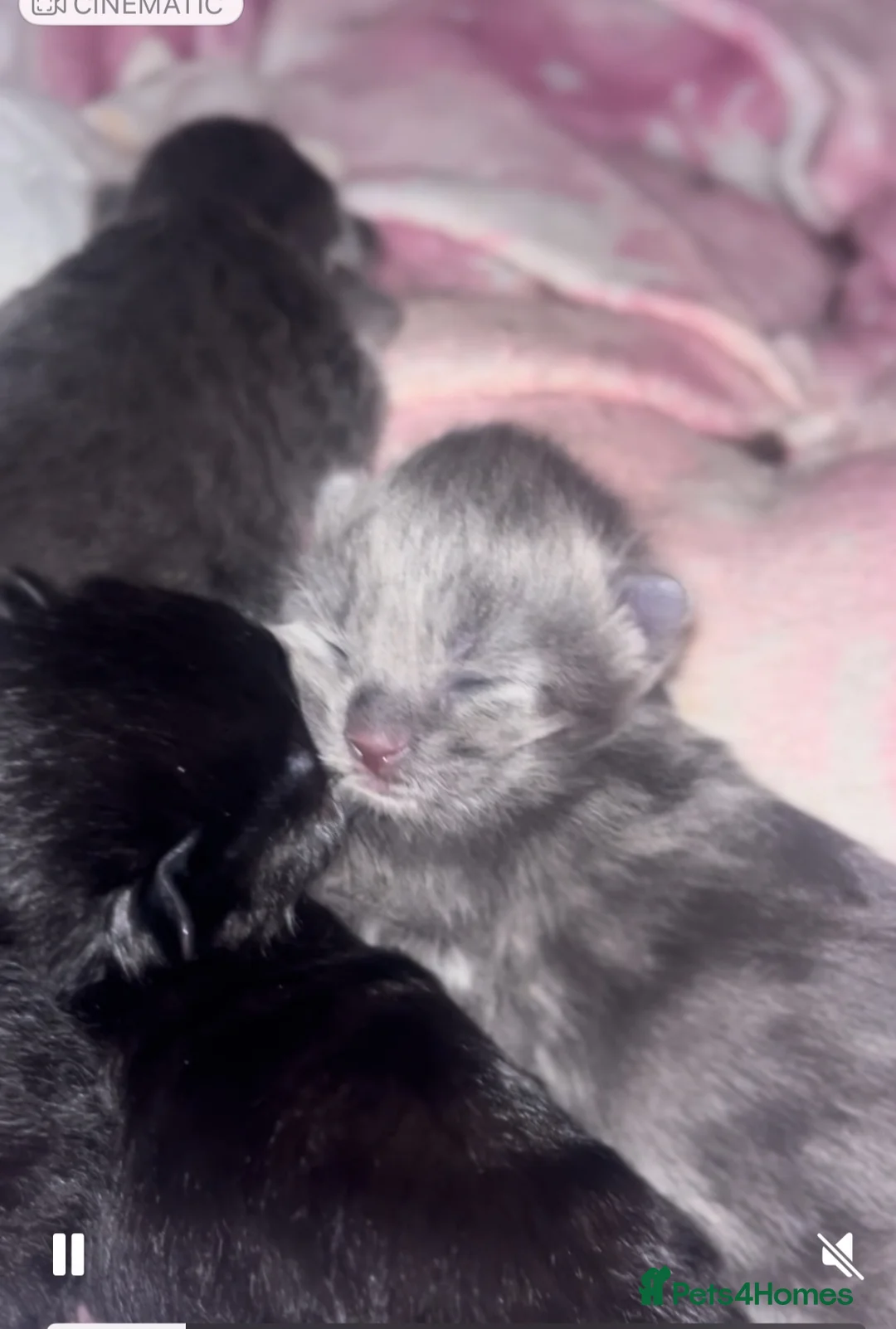 Mixed Breed cats for sale: Rare Bengal X 3rdGen MaineCoon kittens  - Advert 2