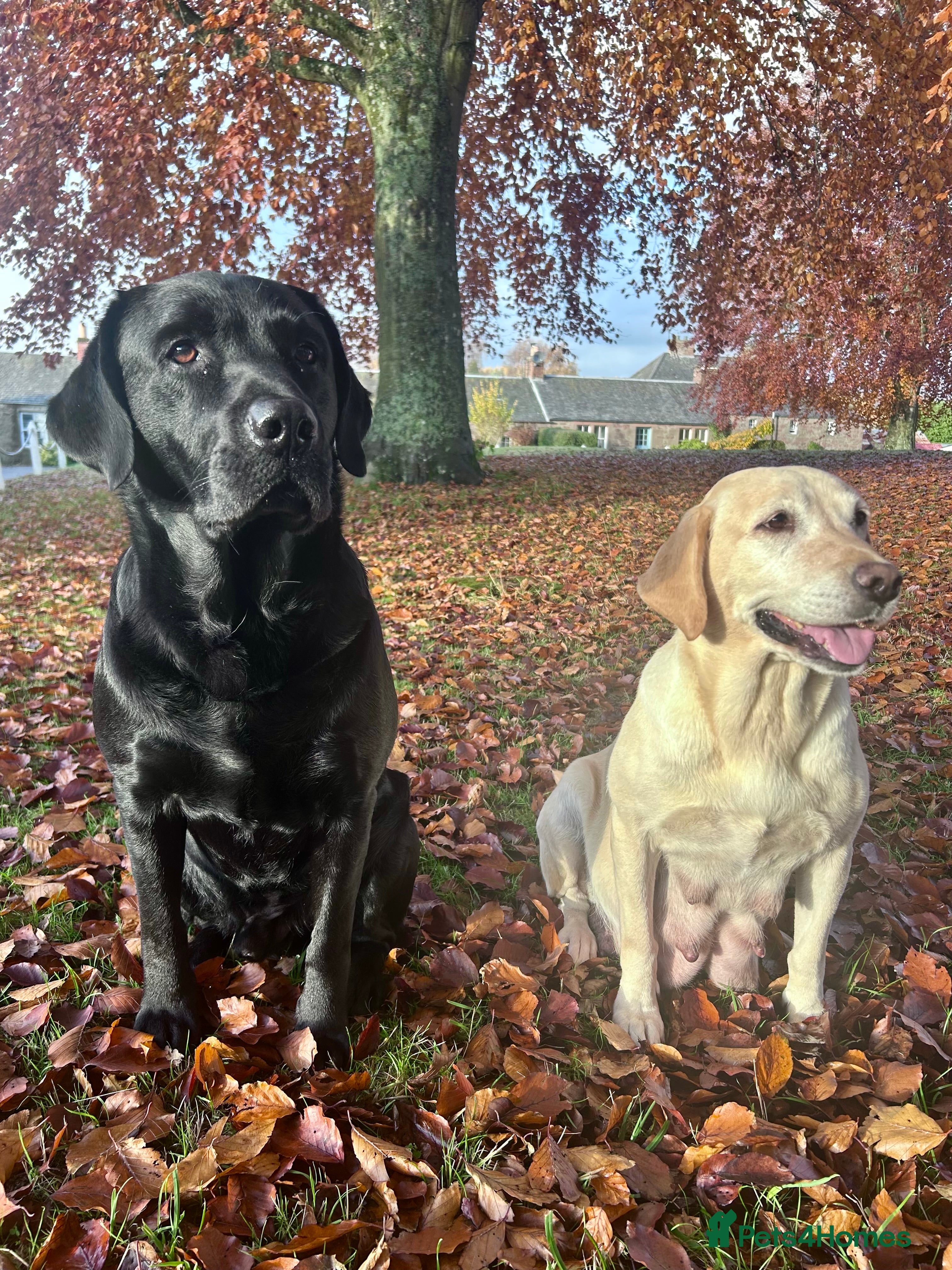 Labrador Retriever dogs Beautiful KC Reg Lab Pups - Advert 3