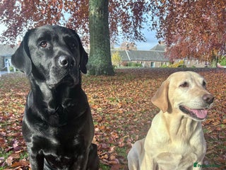 Labrador Retriever dogs Beautiful KC Reg Lab Pups - Advert 5