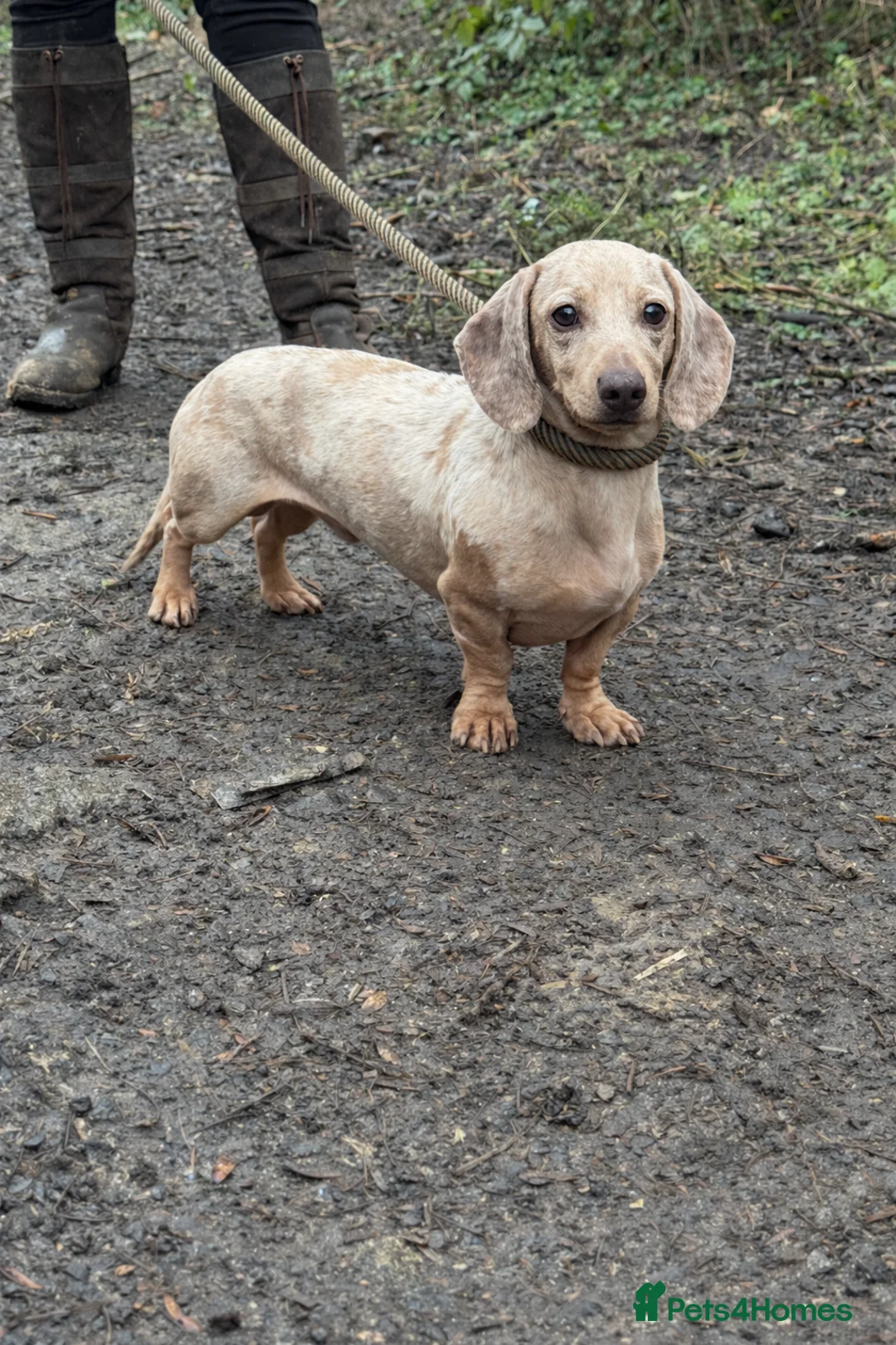 Miniature Dachshund dogs for stud: LH Carrier Isabella & Tan Dapple  - Advert 3
