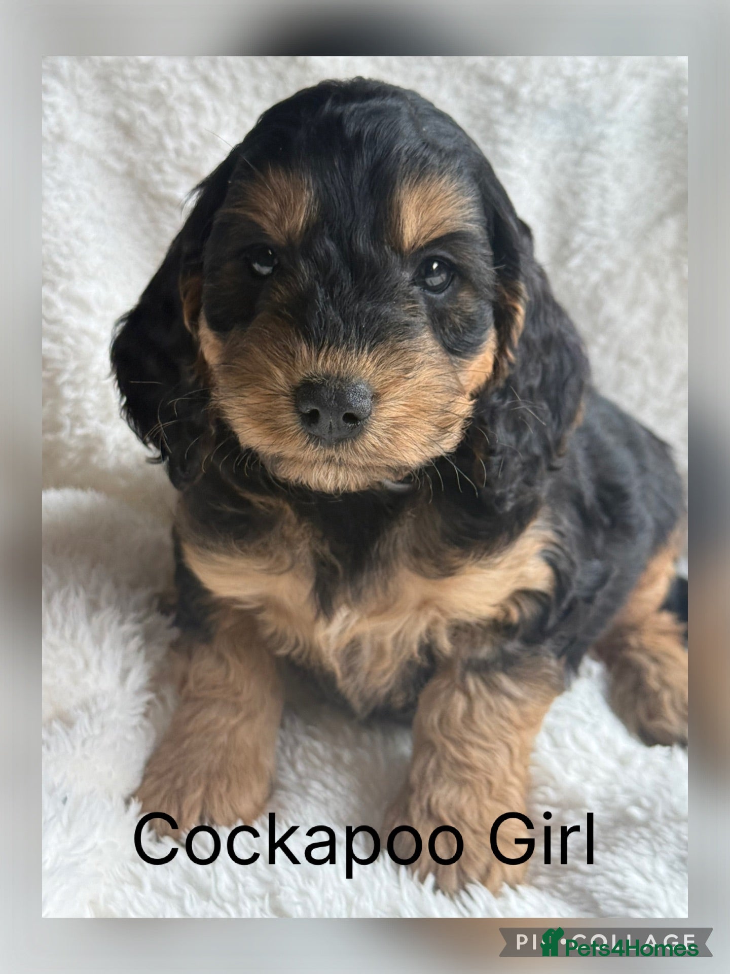 Cockapoo dogs Stunning  F1 Cockapoo black sable  - Advert 1