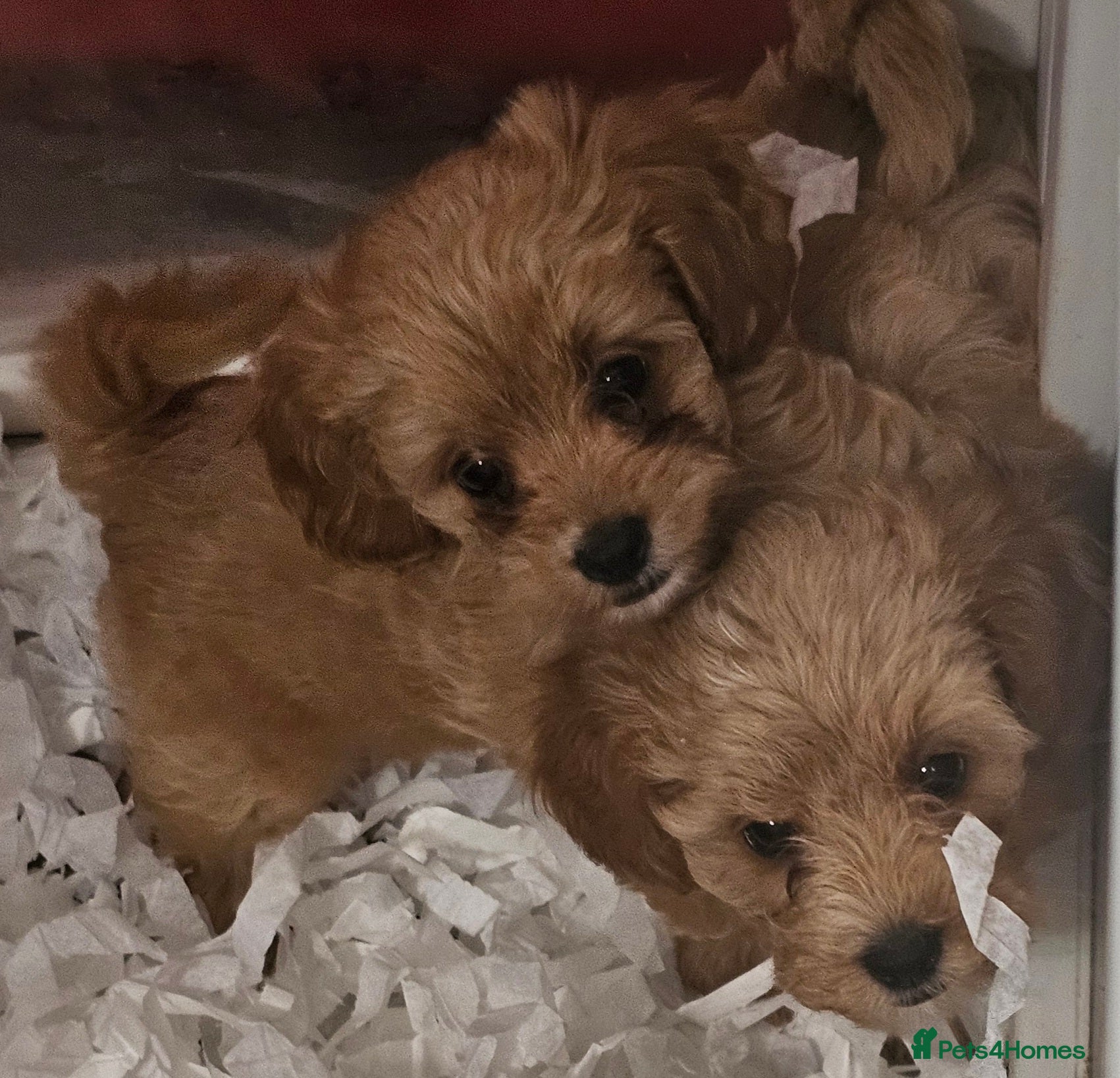Cavapoo dogs Red f1b TOY cavapoo puppies - Advert 6