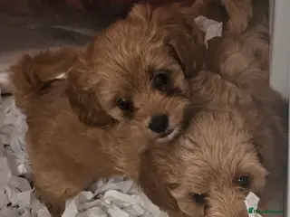 Cavapoo dogs Red f1b TOY cavapoo puppies - Advert 6