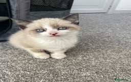 Mixed Breed cats for sale: Beautiful girl kitten ready soon for forever home - Advert 1