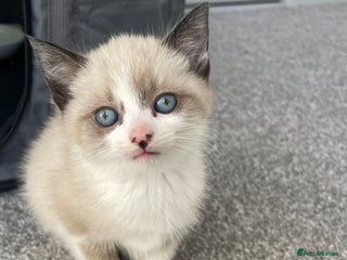 Mixed Breed cats Beautiful girl kitten ready soon for forever home - Advert 10