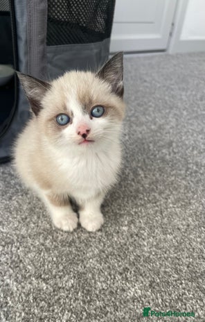 Mixed Breed cats Beautiful girl kitten ready soon for forever home - Advert 2