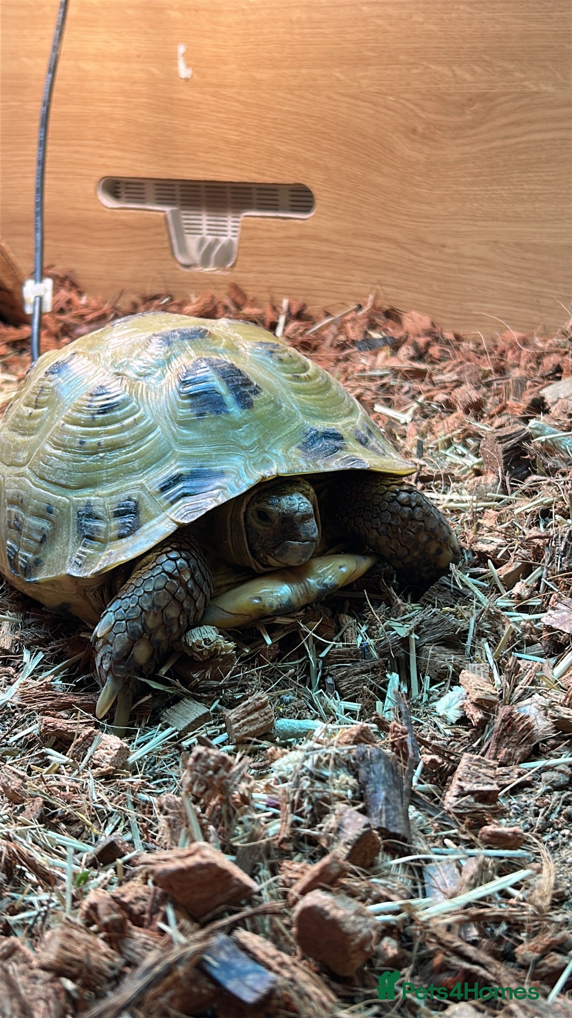 Tortoise reptiles Female horsefield tortoise - Advert 2