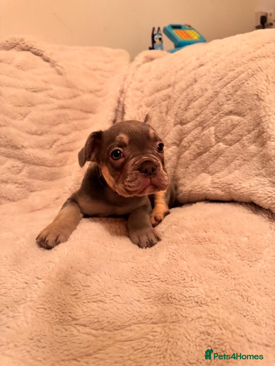 French Bulldog dogs for sale: French bulldog puppys - Advert 7