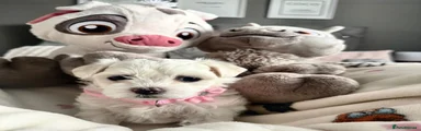 Maltese 4