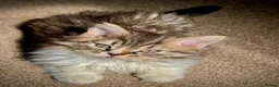 Selkirk Rex cats for sale: Beautiful Selkirk rex kitten  - Advert 9
