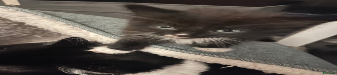 British Shorthair Kitten 5
