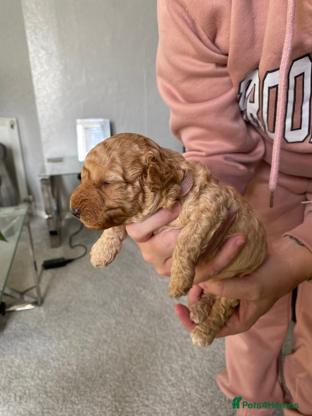 Poochon dogs for sale: 🐶🐾 4 STUNNING POOCHON PUPS 🐾🐶 - Image 5