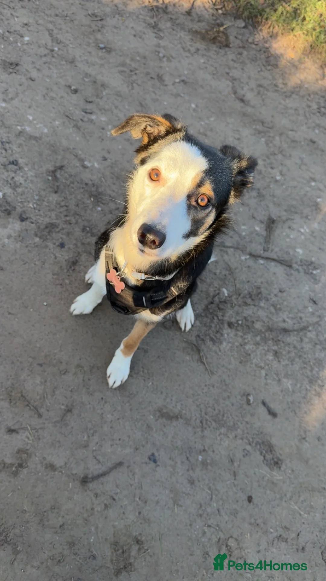 Border Collie dogs for sale: £200 female Border collie comes with her things  - Advert 10