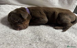 Dobermann dogs for sale: Beautiful litter of Doberman puppies  - Image 14