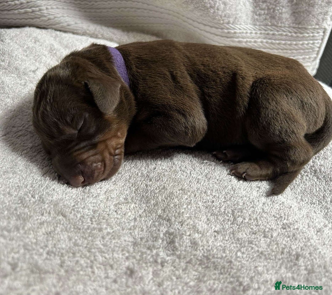 Dobermann dogs for sale: Beautiful litter of Doberman puppies  - Image 14