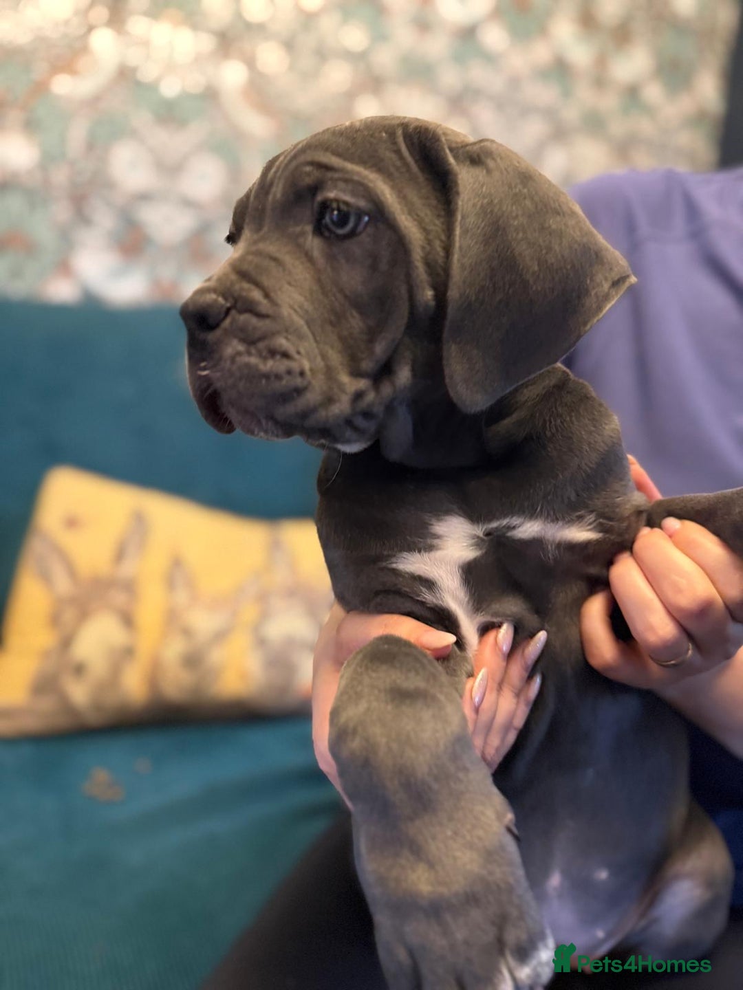 Cane Corso dogs for sale: EXCEPTIONAL PEDIGREE CANE CORSO PUPPIES - Advert 18