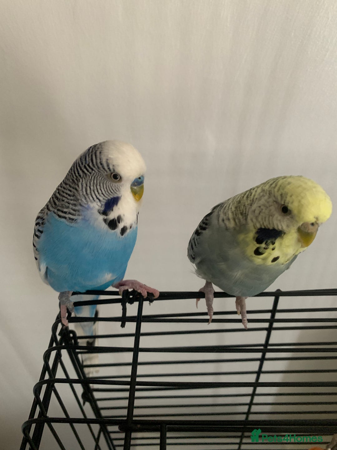 Budgerigars birds for sale: 2 budgies with medium cage, and accessories  - Advert 4