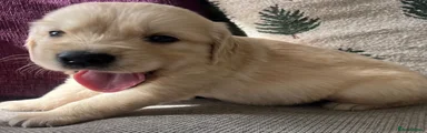 Golden Retriever 2