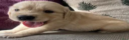 Golden Retriever dogs for sale: KC REG Extensively Health tested cream/gold pups - Advert 11