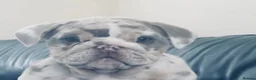 English Bulldog dogs for sale: Ready beautiful English bulldog  - Advert 2