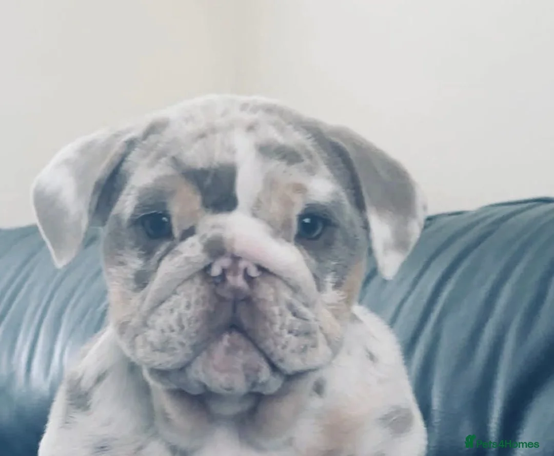 English Bulldog dogs for sale: Ready beautiful English bulldog  - Advert 2