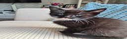 British Longhair cats for sale: Litter of 6 kittens - Advert 14