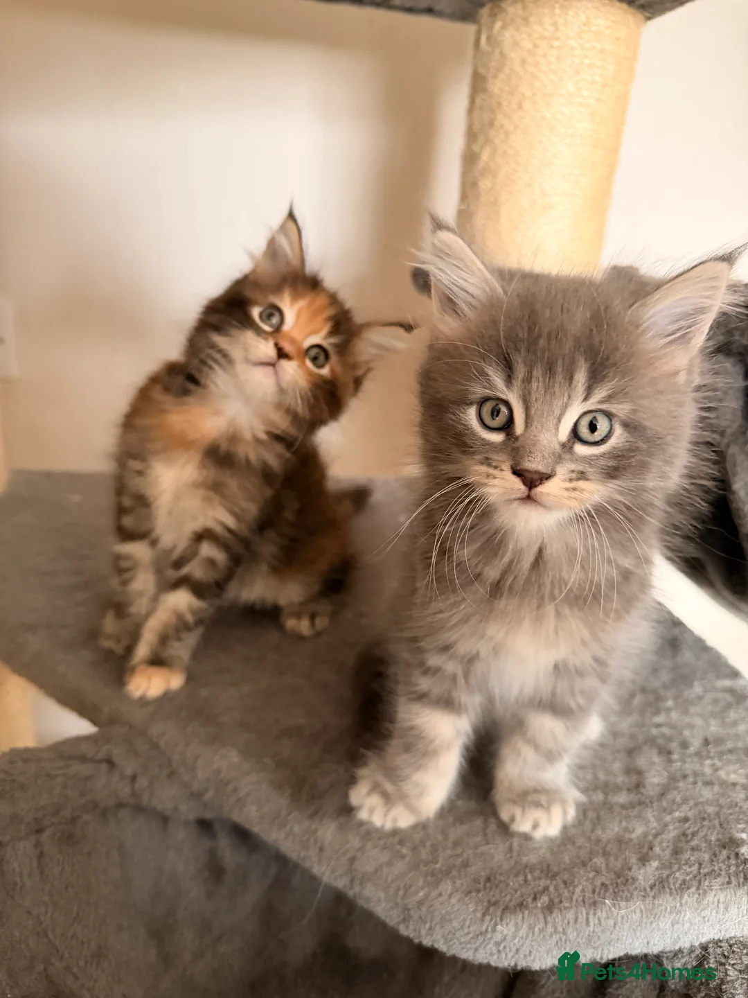 Maine Coon cats for sale: Maine coon kittens - Advert 36