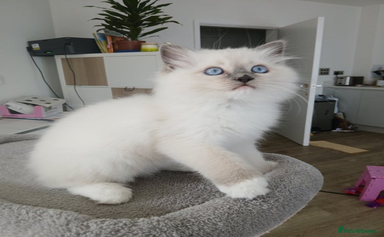 Ragdoll cats - Advert 2