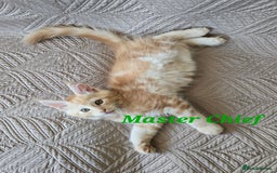 Maine Coon cats for sale: Beautiful Maine Coon kittens  - Advert 4