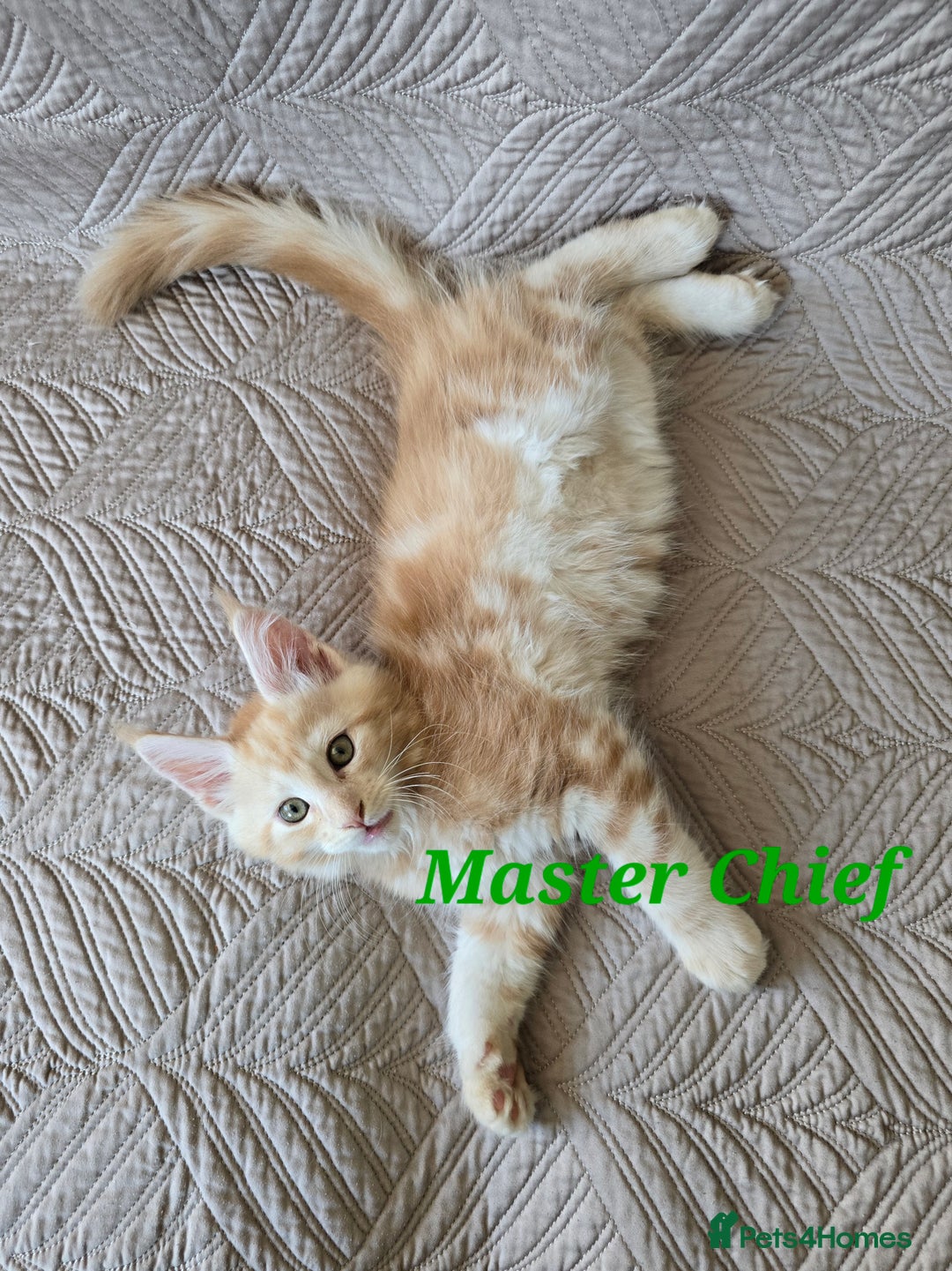 Maine Coon cats for sale: Beautiful Maine Coon kittens  - Advert 4